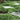 Irish Moss, 20 Seeds