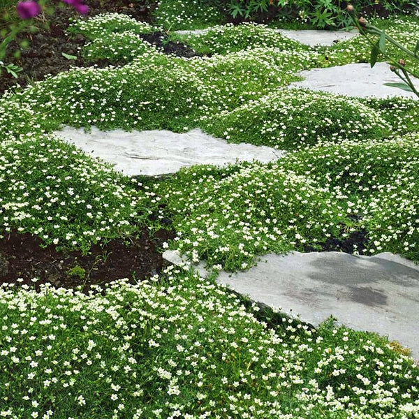 Irish Moss, 20 Seeds