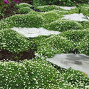 Irish Moss, 20 Seeds