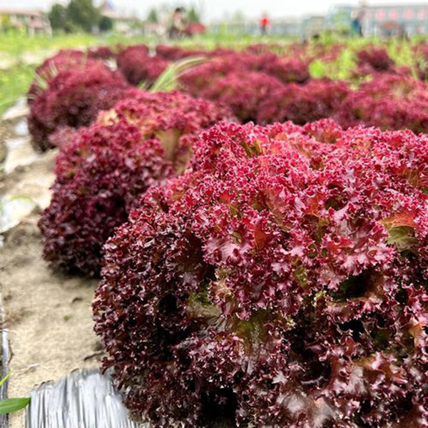 Purple Rosa Lettuce Seeds, 2g