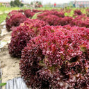 Purple Rosa Lettuce Seeds, 2g