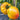 506 Pink Lemon Tomato, 5 Seeds