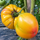 506 Pink Lemon Tomato, 5 Seeds