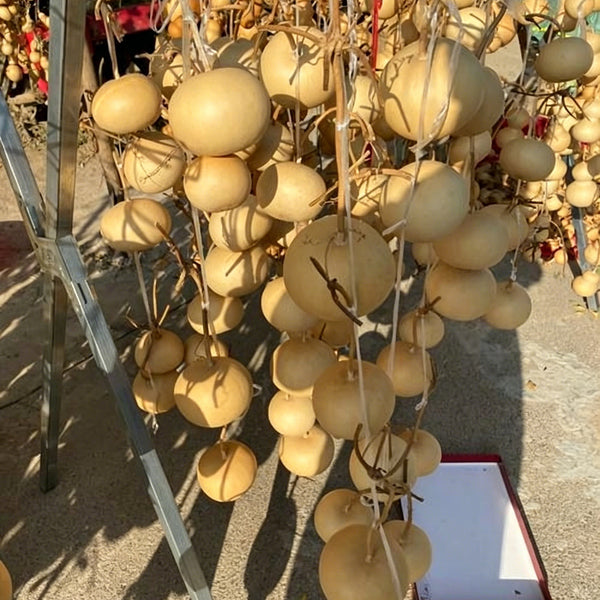 Small Apple Gourd, 10 Seeds