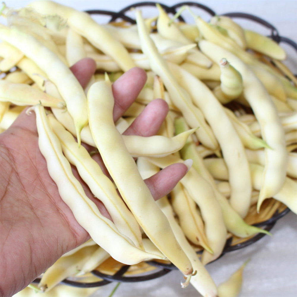 Golden Hook Kidney Bean Seeds, 10g Per Bag