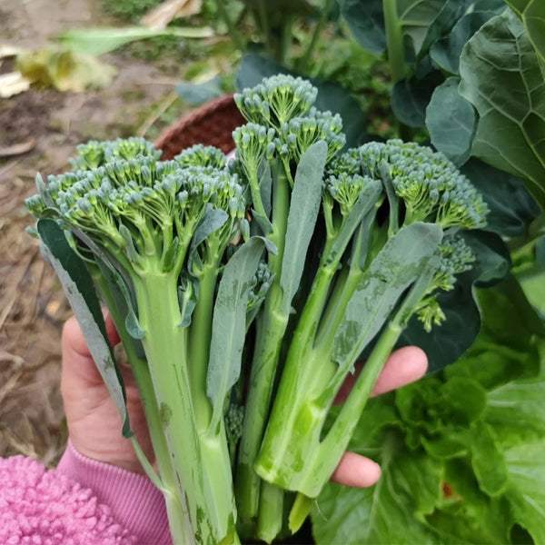 Haiwang Songqing Broccoli, 50 Seeds