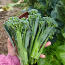 Haiwang Songqing Broccoli, 50 Seeds