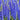 Blue Grandiflora Delphinium, 200 Seeds