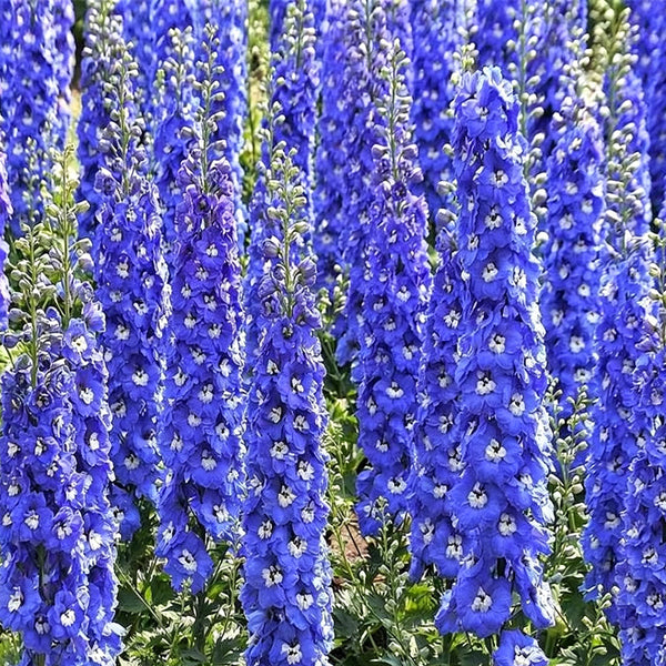 Blue Grandiflora Delphinium, 200 Seeds