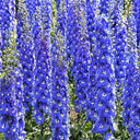 Blue Grandiflora Delphinium, 200 Seeds