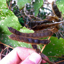 Pueraria lobata Kudzu Seeds