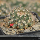 Mammillaria mammillaris 'Cangbaotian', 3-4cm