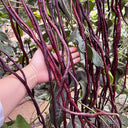 Mandihong Purple Yardlong Bean Seeds (No Trellis Required), 5 × 5g Bags