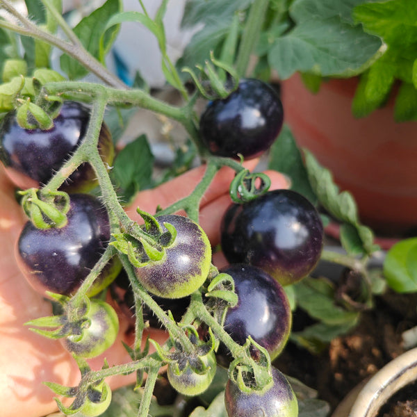 Black Enchantress Fruit Tomato, 100 Seeds