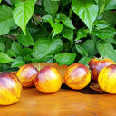 "Rebel Starfighter Kayleigh Anne" Tomato Seeds, 5 Seeds