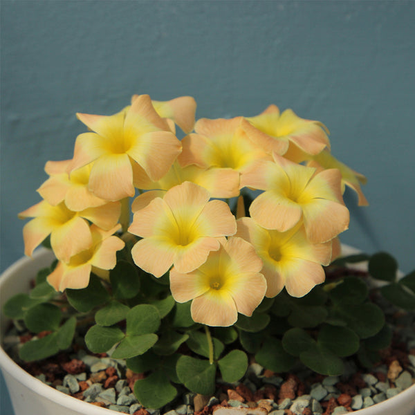 Oxalis pulchella tricolor Series Bulb, 5 Bulbs