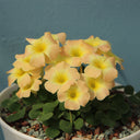 Oxalis pulchella tricolor Series Bulb, 5 Bulbs