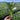 Meiqi No.3 Sweet Choy Sum Seeds, 10g