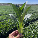 Meiqi No.3 Sweet Choy Sum Seeds, 10g
