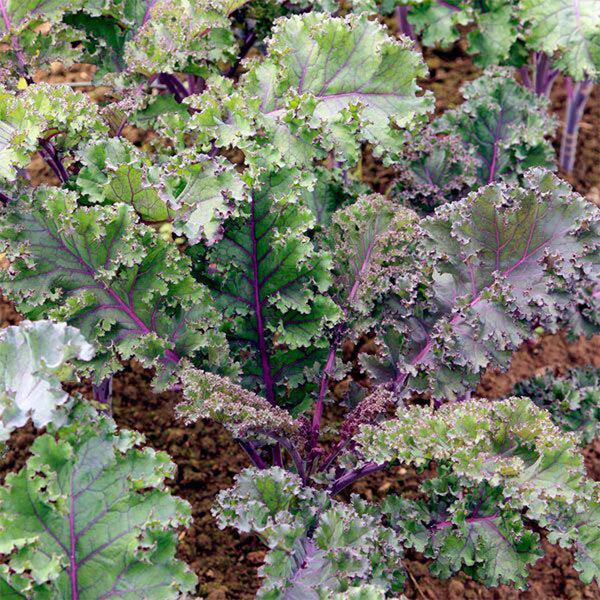 Purple Kale, 50 Seeds