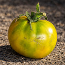 528 Green Martian Dwarf Tomato, 5 Seeds