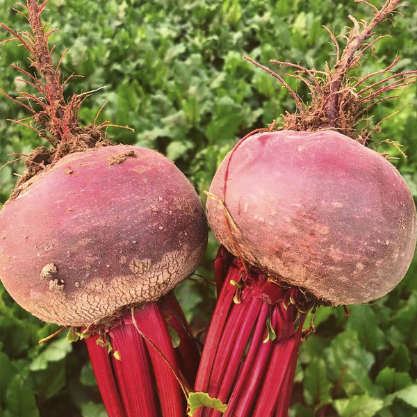 Dutch Red Beetroot Seeds, 2g