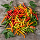 U2227 Finger Ornamental Pepper, 100 Seeds