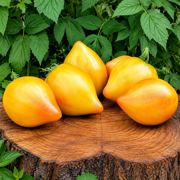 343 Midnight Sun Tomato, 3 Seeds