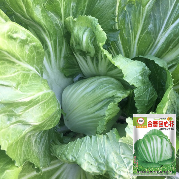 Jinlei Mustard Cabbage, 10g