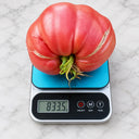 83 Monkey Ass Tomato, 5 Seeds