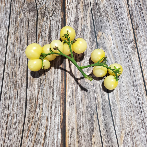 222 Dwarf Desert Star Cherry Tomato, 5 Seeds