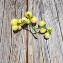222 Dwarf Desert Star Cherry Tomato, 5 Seeds