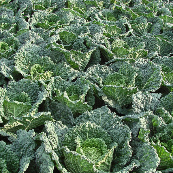 'Dongzhou No.1' Cabbage Seeds, 5g