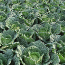 'Dongzhou No.1' Cabbage Seeds, 5g
