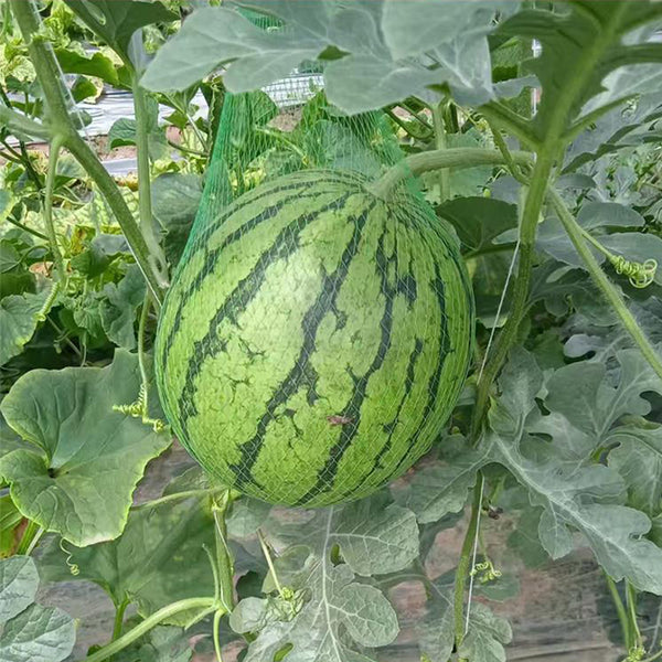 Yellow-Fleshed Sugar Globe Petite Watermelon Seeds, 15 Seeds