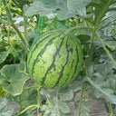 Yellow-Fleshed Sugar Globe Petite Watermelon Seeds, 15 Seeds