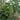 Yanbai No.3 Cucumber Seeds, 10g
