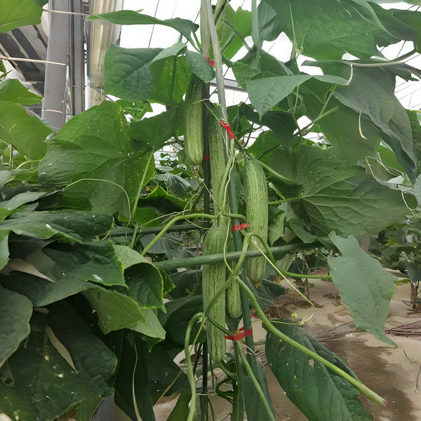 Yanbai No.3 Cucumber Seeds, 10g