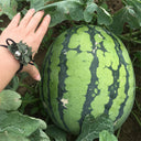 Rock Sugar Kirin No.3 Watermelon Seeds, pack of 50