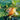 Hezhichun Turk's Turban Pumpkin, 10 Seeds