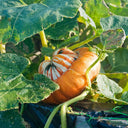 Hezhichun Turk's Turban Pumpkin, 10 Seeds
