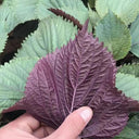 Jiannan Perilla Seeds, 20g