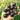 933 Sweet Black Almond Cherry Tomato, 5 Seeds