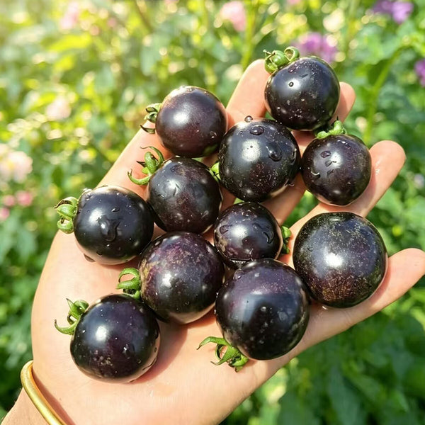 933 Sweet Black Almond Cherry Tomato, 5 Seeds