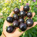 933 Sweet Black Almond Cherry Tomato, 5 Seeds