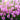 Pink Obedient Plant, 100 Seeds