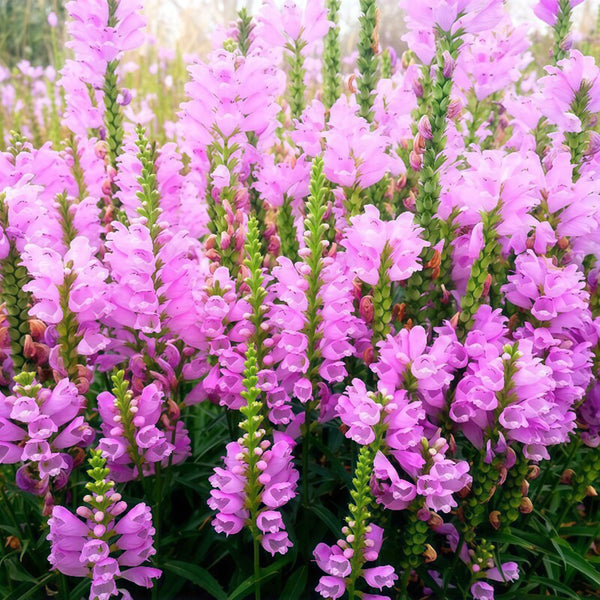 Pink Obedient Plant, 100 Seeds
