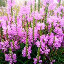 Pink Obedient Plant, 100 Seeds
