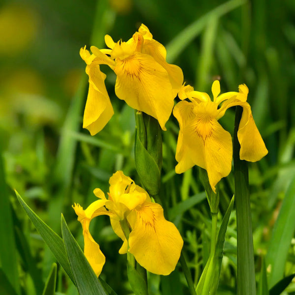 Yellow Flag Iris, 50 Seeds