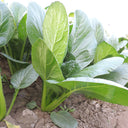 'Jiaoyan' Small Pak Choi Seeds, 10g
